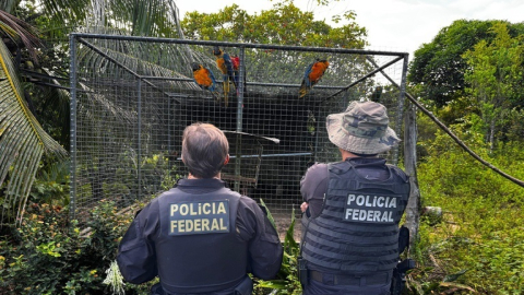 PF deflagra operação contra criminosos que traficava animais ameaçados de extinção no Piauí