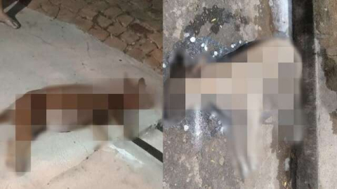 Empresário e ex-vereador é investigado suspeito de matar animais envenenados