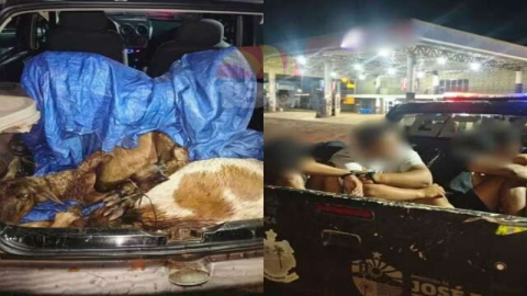 Quatro pessoas são presas suspeitas de furtos de animais. Dois bodes estavam no porta-malas do carro