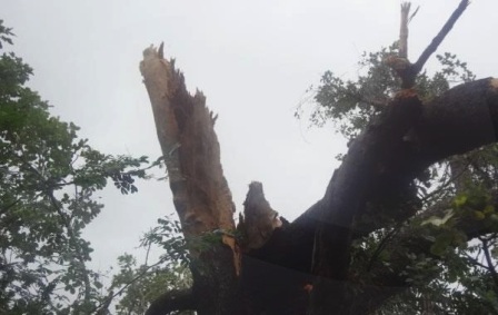 arvoretemporal