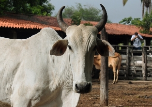 gado