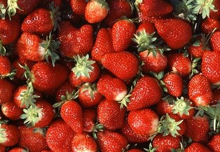 morango