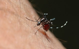 dengue