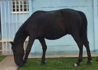 cavalo