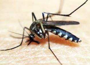 aedes
