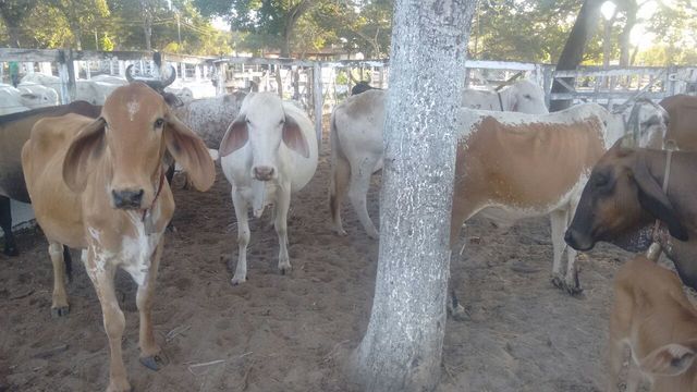 bovino
