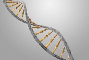 genetica