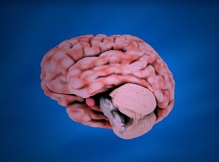cerebro