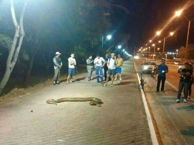 cobra