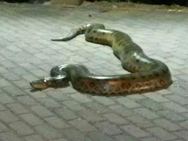 cobra1