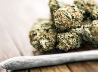 maconha