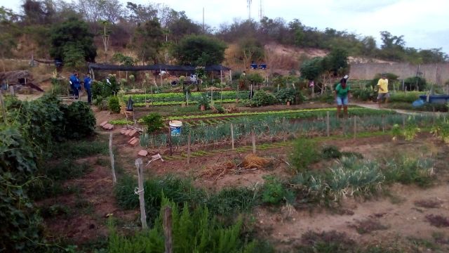 horta1
