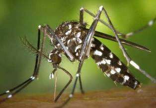 dengue