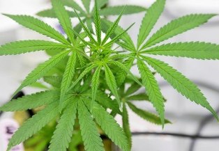 maconha