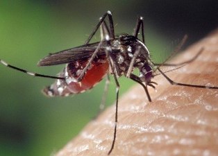 aedes