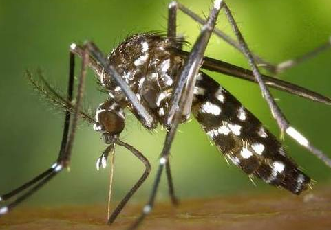 zika