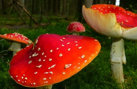 cogumelos