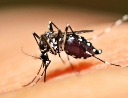 aedes