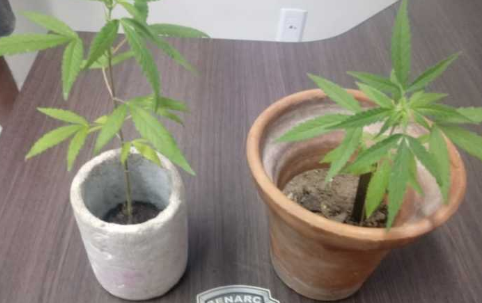 maconha