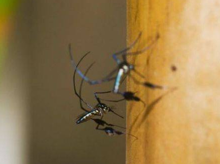 mosquit