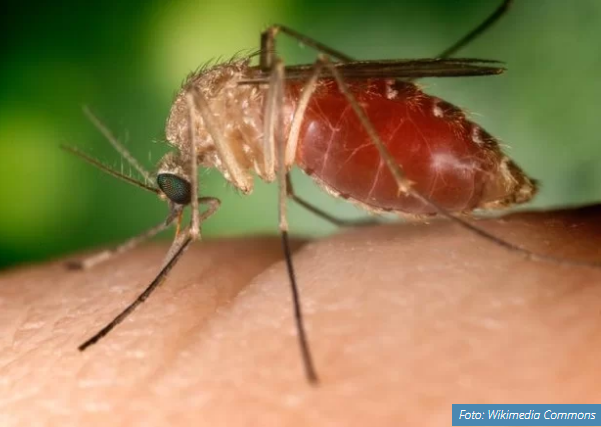 zika