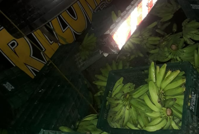 camibanana