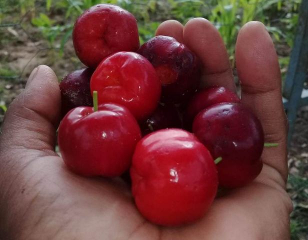 acerola
