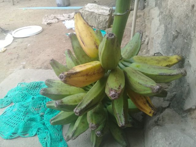 banana