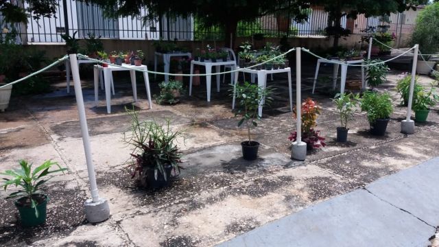 planta
