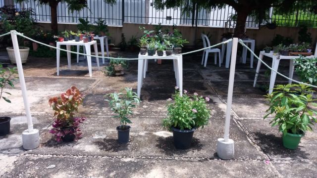 planta1