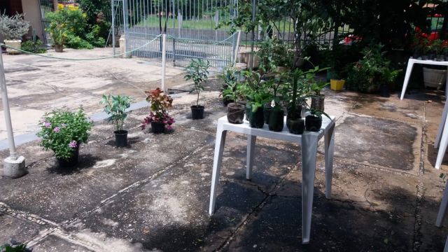 planta3