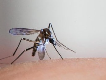 dengue