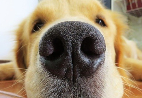 cachorro