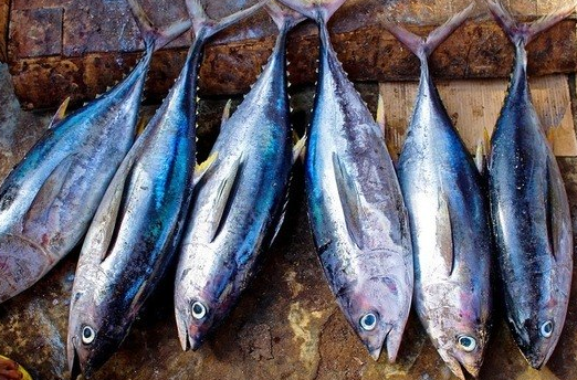 peixe