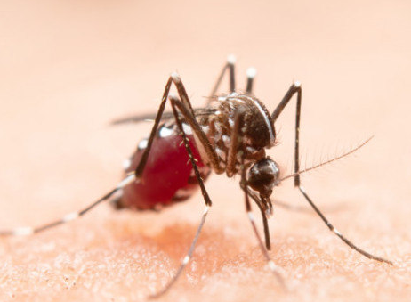 malaria