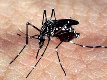 zika