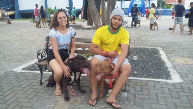 pitbul