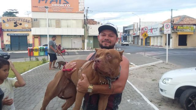 pitbull0