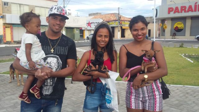 pitbull1