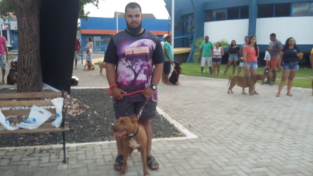 pitbull2