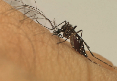 zika