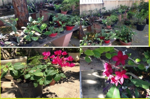 plantas2
