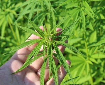 maconha