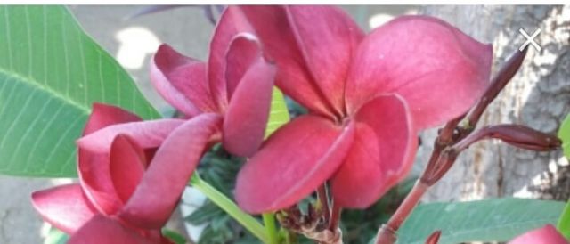 plantas