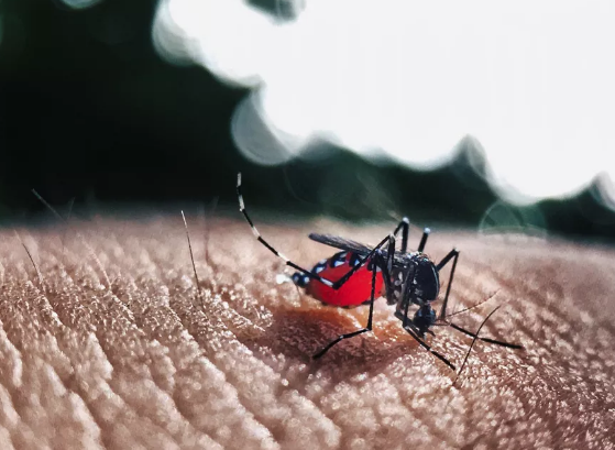 dengue