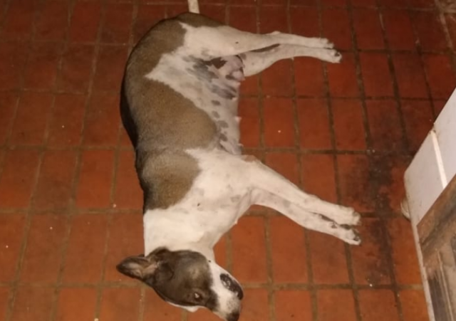 cachorro