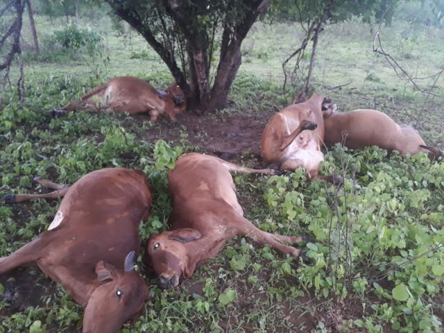 animais