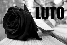 lutoamr