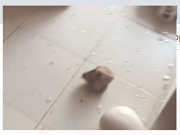 pedra