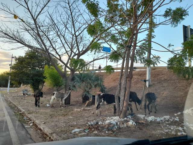 vaca2